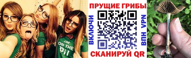 Галлюциногенные грибы прущие грибы  Вельск 